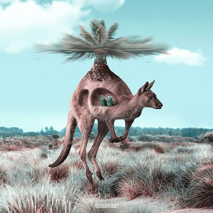 Kangaroo